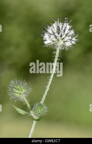 Piccolo - Teasel Dipsacus pilosus Foto Stock
