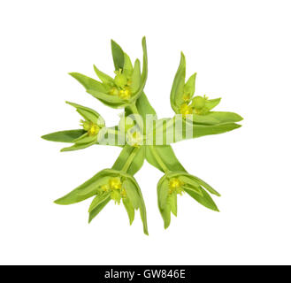 Euforbia nana - Euphorbia exigua Foto Stock