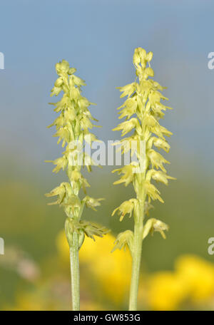 Musk Orchid - Herminium monorchis Foto Stock