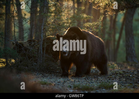 Orsi bruni europei / Braunbaeren ( Ursus arctos ), potenti e forti, in una pineta, bella retroilluminazione mattutina, Europa. Foto Stock