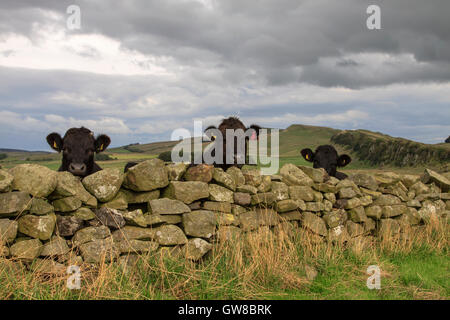 Curioso il bestiame guardare nel corso del Muro di Adriano, vicino Aesica (grande) Chesters Roman Fort Foto Stock