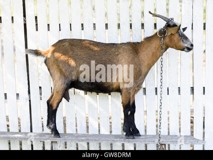 Brown capra su un bianco recinzione in legno in Moldavia Foto Stock