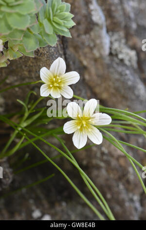 Snowdon Lily - Gagea serotina Foto Stock