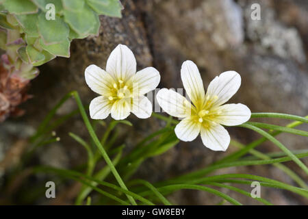 Snowdon Lily - Gagea serotina Foto Stock