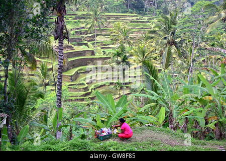 Tegalalang campo di riso terrazze in Ubud, Bali, Indonesia, una donna balinese preparare offerte in primo piano Foto Stock