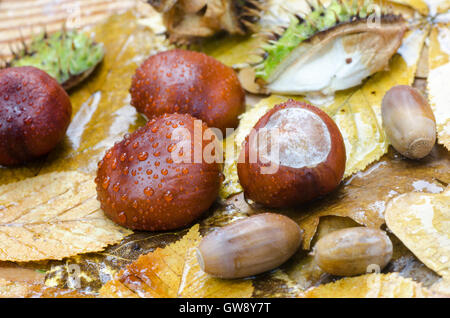 Caduta la composizione di piante con foglie e castagne Foto Stock