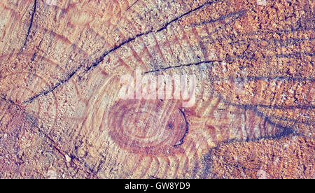 Vintage tonica vicino la sezione del tronco di un albero, natura dello sfondo. Foto Stock