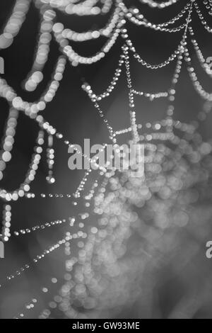 Spider Web con gocce di rugiada closeup. Messa a fuoco selettiva, immagine in bianco e nero Foto Stock