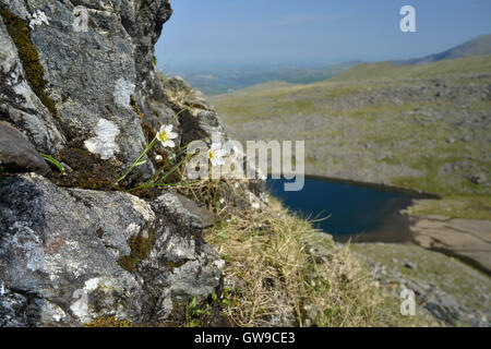 Snowdon Lily - Gagea serotina Foto Stock