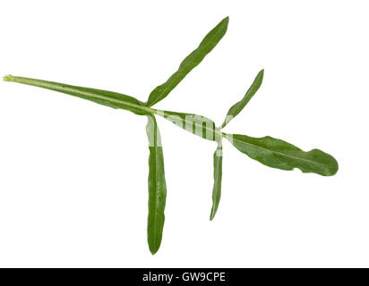 Wild Mignonette - Reseda lutea Foto Stock