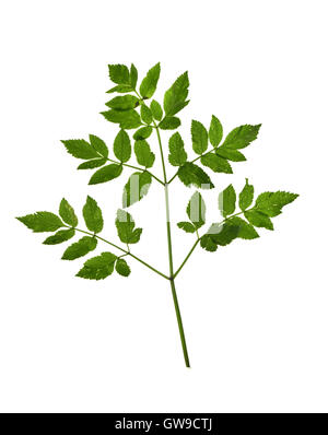 Wild Angelica - Angelica sylvestris Foto Stock