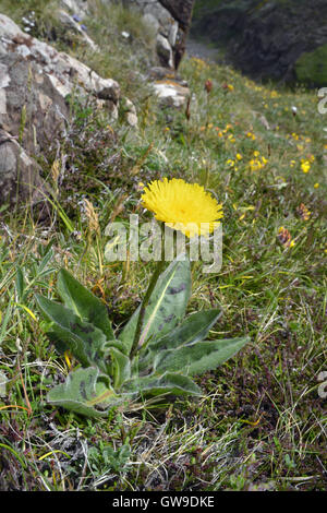 Spotted Cat's-orecchio - Hypochaeris maculata Foto Stock