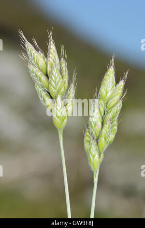 Soft Brome - Bromus hordaceus ssp. ferronii Foto Stock