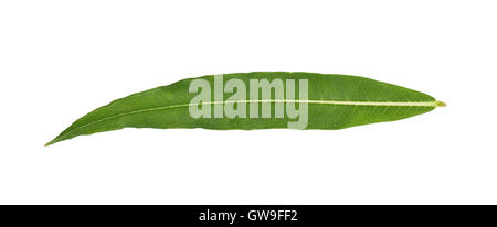 Rosebay Willowherb - Chamerion angustifolium Foto Stock