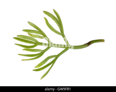 Rock-samphire - Crithmum maritimum Foto Stock