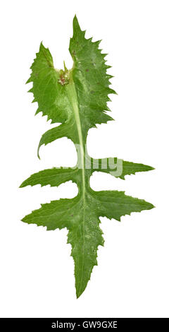 Buon Sow-thistle - Sonchus oleraceus Foto Stock