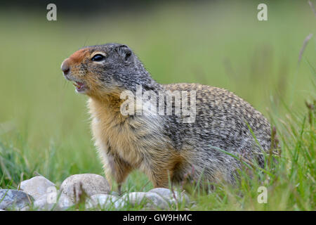 Columbian Scoiattolo di terra - Urocitellus columbianus Foto Stock