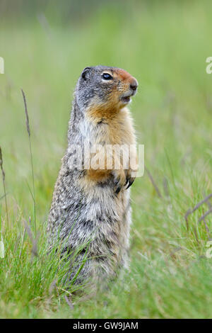 Columbian Scoiattolo di terra - Urocitellus columbianus Foto Stock