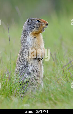 Columbian Scoiattolo di terra - Urocitellus columbianus Foto Stock