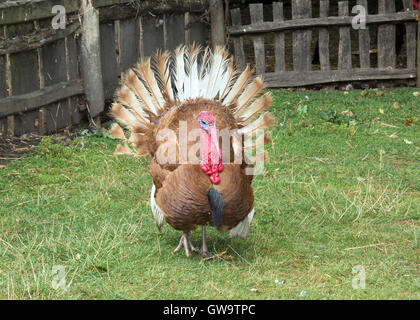 WARWICKSHIRE: WILMCOTE: Shakespeare Birthplace Trust; Mary Arden's TUDOR FATTORIA; BOURBON RED STAG TURCHIA Foto Stock