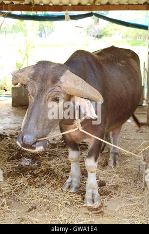 Bufalo d'acqua nelle stalle Foto Stock