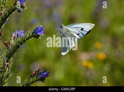 Large White butterfly decolla da Viper Bugloss del fiore. Foto Stock