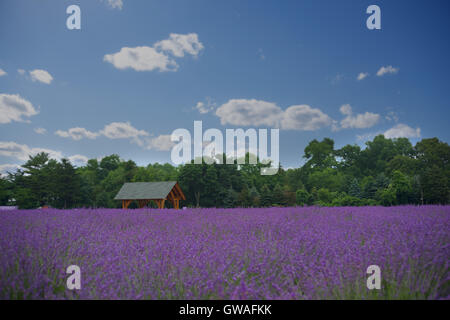 Campo di lavanda con un rustico gazebo in legno, una siepe di alberi sotto un cielo blu con il bianco puffy nuvole Foto Stock