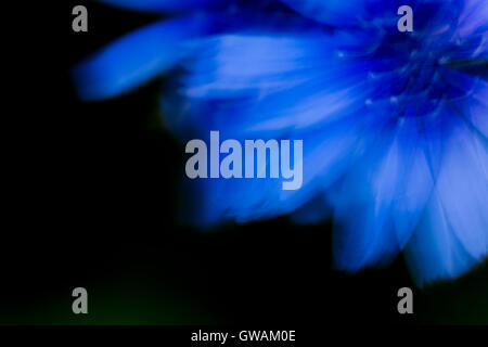 La genziana blu fiore mosso dal vento Foto Stock