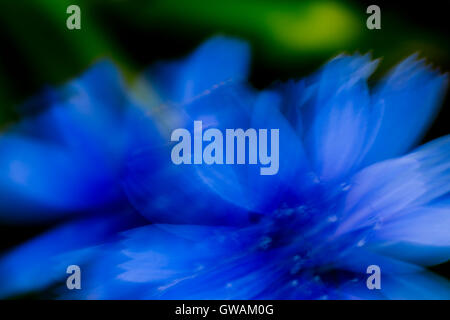 La genziana blu fiore mosso dal vento Foto Stock