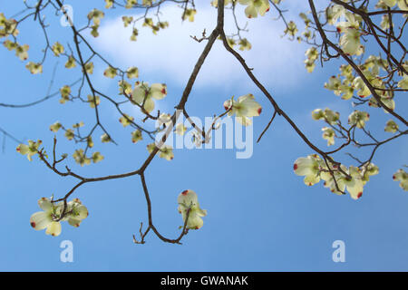 Rami e fiori di fioritura sanguinello (Cornus florida) contro un cielo blu in primavera, Indiana, Stati Uniti Foto Stock