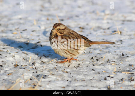Una canzone Sparrow (Melospiza melodia) seduti sulla neve-coperta di terra alla ricerca di sementi di uccelli, Indiana, Stati Uniti Foto Stock