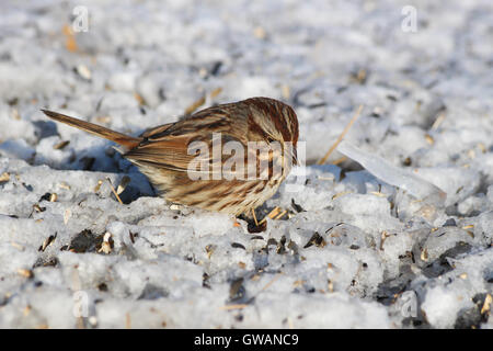 Una canzone Sparrow (Melospiza melodia) seduti sulla neve-coperta di terra alla ricerca di sementi di uccelli, Indiana, Stati Uniti Foto Stock