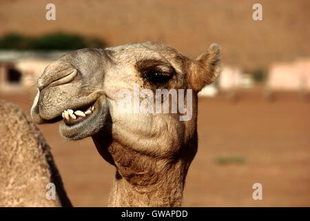 Cammelli in amore. Un bacio nel deserto tra due cammelli nel Wahiba Sands desert in Oman. Foto Stock