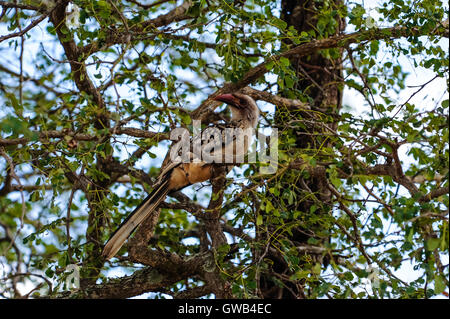 Rosso-fatturati Hornbill è trovato nella savana e boschi dell Africa sub-sahariana. Parco Nazionale di Kruger, la più grande riserva di caccia in Sud Africa. Foto Stock