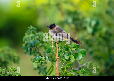 Bulbul comune a Pestana Kruger Lodge, Kruger National Park, Sud Africa. Foto Stock