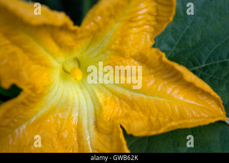 Close-up di un maschio di fiore di una pianta di zucca in fiore Foto Stock