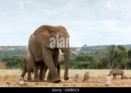 Gentle Giant bush africano Elefante - bush africano Elefante è la più grande delle due specie di elefanti africani. Sia l'it Foto Stock