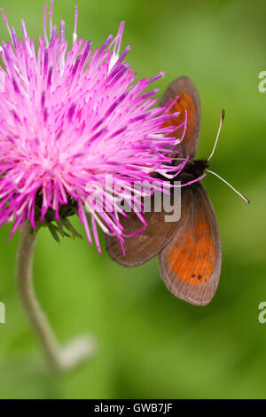Il raro Ratzer's ringlet (Erebia christi), un maschio, Italia. La farfalla più rari d'Europa. Foto Stock