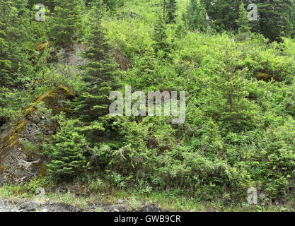 Sullo sfondo della natura: piante che crescono sul pendio a monte nel bosco selvatico con un abete solitario come un oggetto principale. Foto Stock