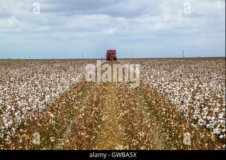 Attrezzature per la mietitura nei campi di cotone sul Texas ranch Foto Stock