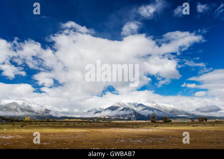 Ranch land & balle di fieno in Arkansas River Valley con i Colorado Rocky Mountain 'Fourteeners' per l'occidente. Foto Stock