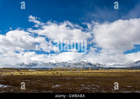 Ranch land & balle di fieno in Arkansas River Valley con i Colorado Rocky Mountain 'Fourteeners' per l'occidente. Foto Stock