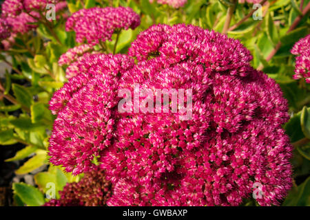 Close up dei fiori della pianta di giardino Hylotelephium spectabile. Precedentemente noto come Sedum spectabile. Foto Stock