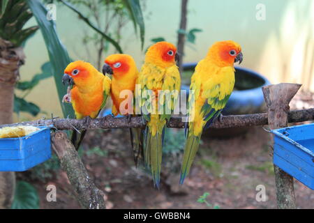 Sun Conure (Aratinga solstitialis) bello e colorato pappagalli giallo sul ramo Foto Stock