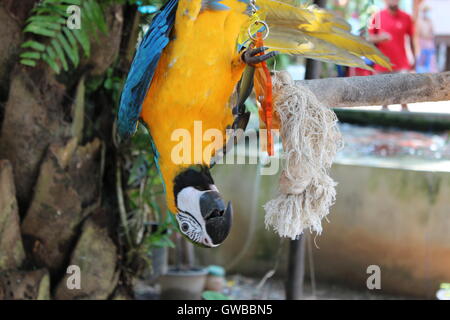 Colorato di blu e giallo pappagallo Macaw appeso su un ramo Foto Stock