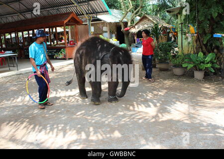 Baby Elephant giocando con il cerchio in corrispondenza di le Elephant Nature Park in Thailandia Foto Stock