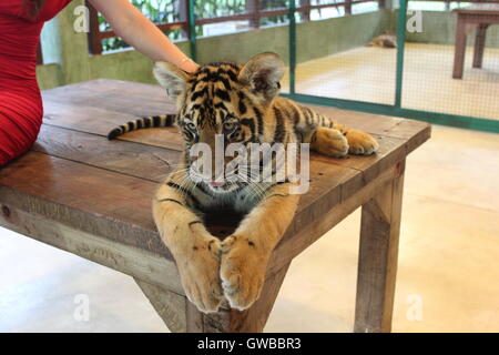 Giovani tigre siberiana Foto Stock
