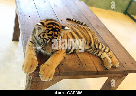 Carino giovane tigre siberiana cub seduto da solo Foto Stock