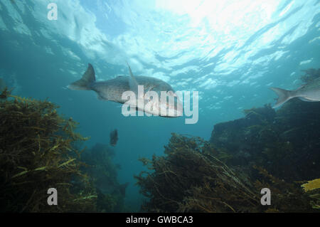 Big snapper Pagrus auratus decrescente tra rocce Foto Stock