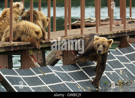 I giovani di orso bruno preda di attesa sul recinto per conto per i pesci. Kurile Lago. Foto Stock